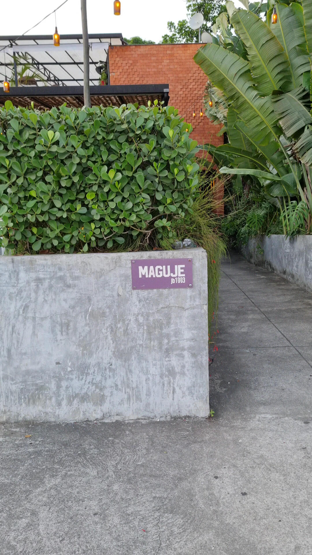 Maguje